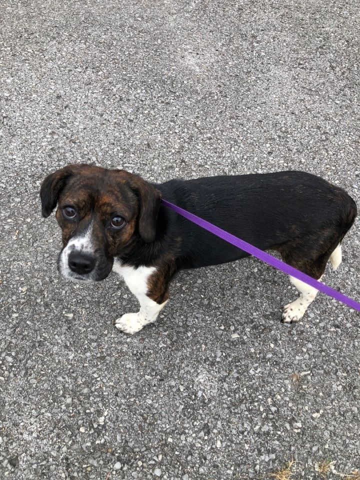 Annie, an adoptable Beagle Mix in Owensboro, KY_image-2