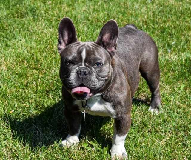 Otis, an adopted French Bulldog in Decatur, IL_image-1