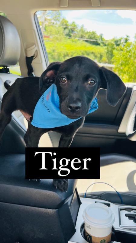 Tiger PR Bl Lab, an adopted Blue Lacy & Dachshund Mix in New York, NY_image-2