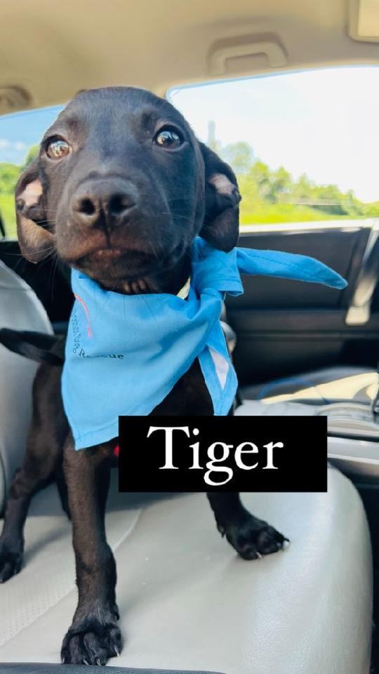 Tiger PR Bl Lab, an adopted Blue Lacy & Dachshund Mix in New York, NY_image-1