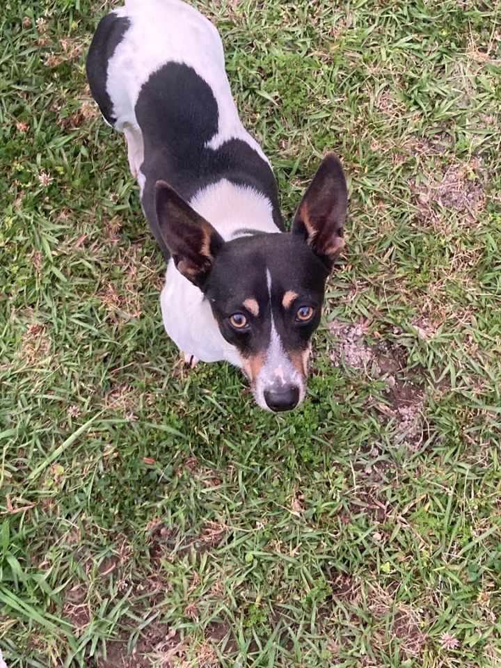 Rat terrier hot sale dachshund mix puppies