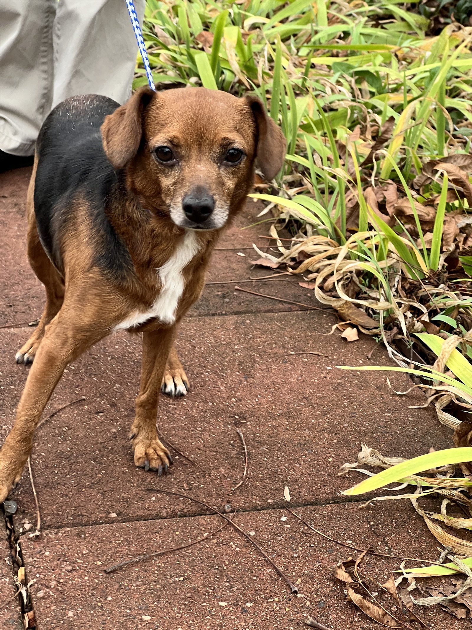 T-Bone, an adoptable Beagle in Snow Camp, NC, 27349 | Photo Image 1