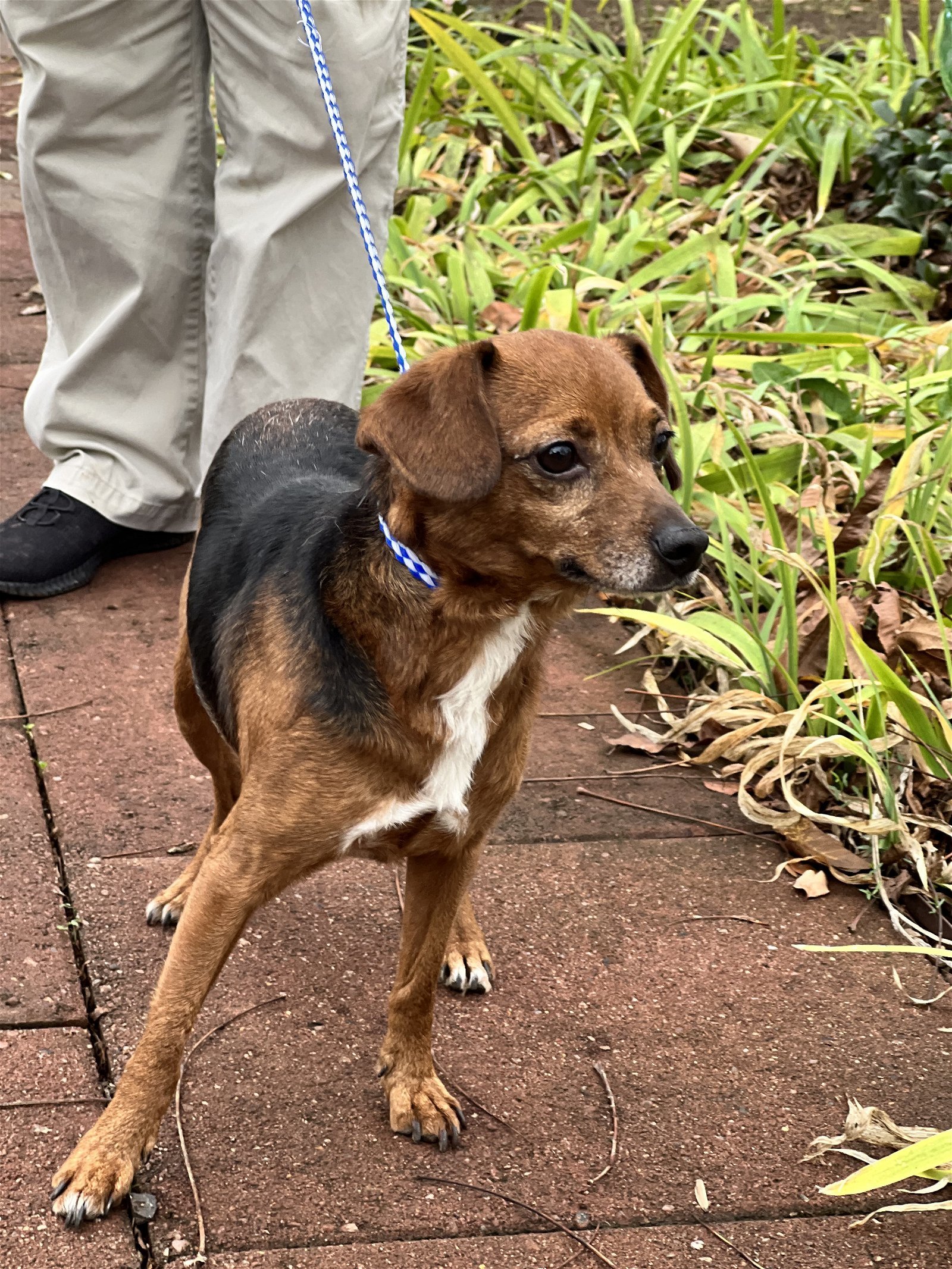 T-Bone, an adoptable Beagle in Snow Camp, NC, 27349 | Photo Image 2