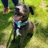 Mack - Take My Lead Dog
