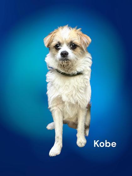 Kobe, an adoptable Border Terrier & Brussels Griffon Mix in Cumberland, MD_image-1