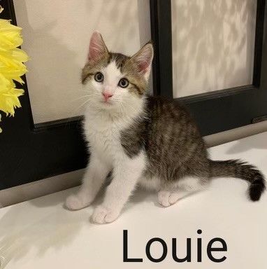 Louie, an adopted Domestic Medium Hair in Sicklerville, NJ_image-1