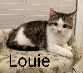 Louie, an adopted Domestic Medium Hair in Sicklerville, NJ_image-2