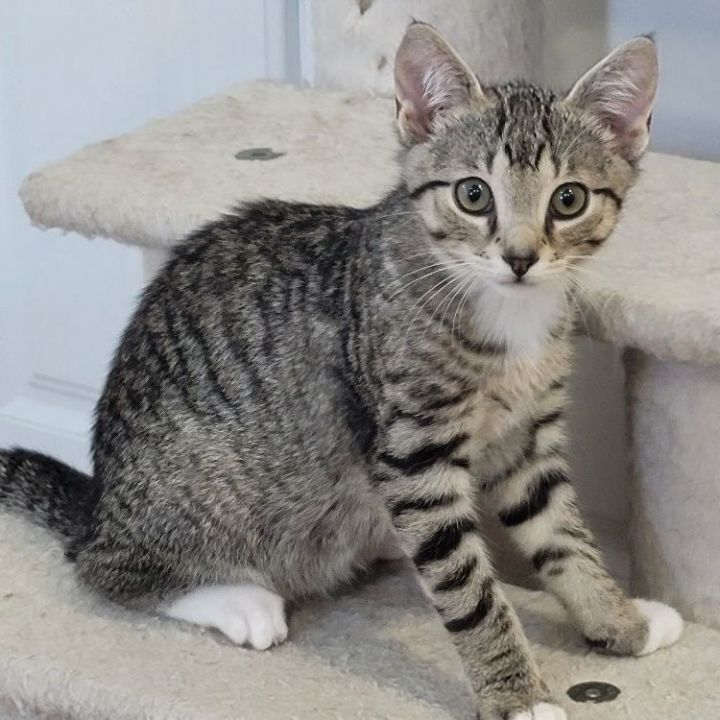 MICKY TABBY - ADOPTED 4