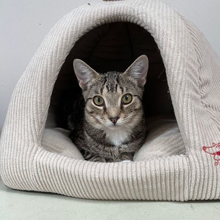 MICKY TABBY - ADOPTED 5