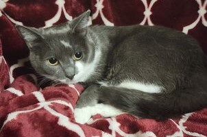 Juniper, an adopted Domestic Short Hair Mix in Conway, SC_image-3