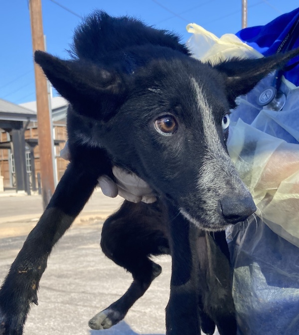 blue heeler rescue houston