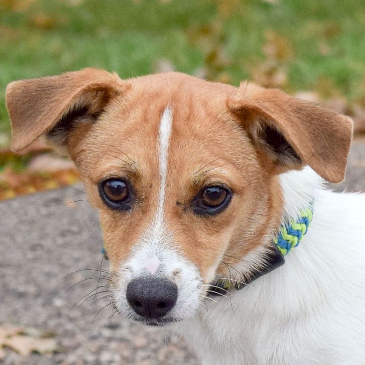 dachshund greyhound mix