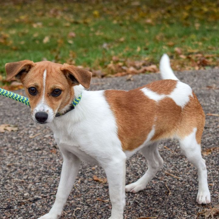 dachshund greyhound mix