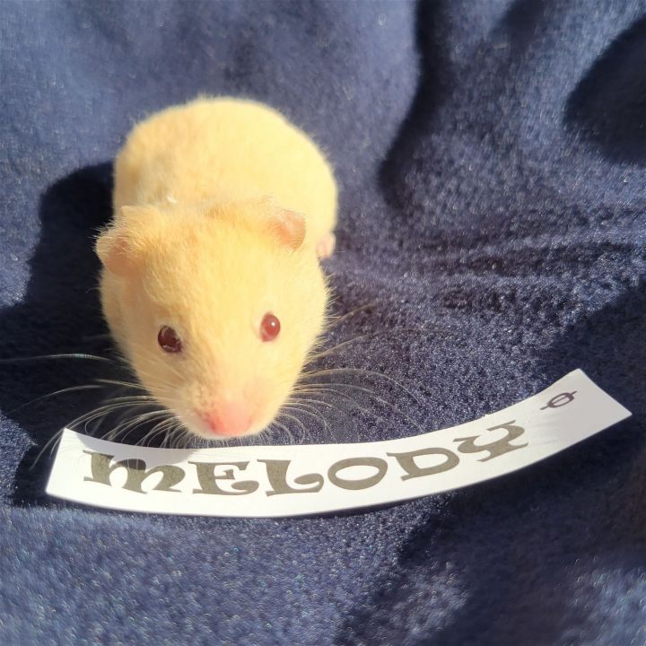 Melody, an adopted Hamster in Philadelphia, PA_image-1