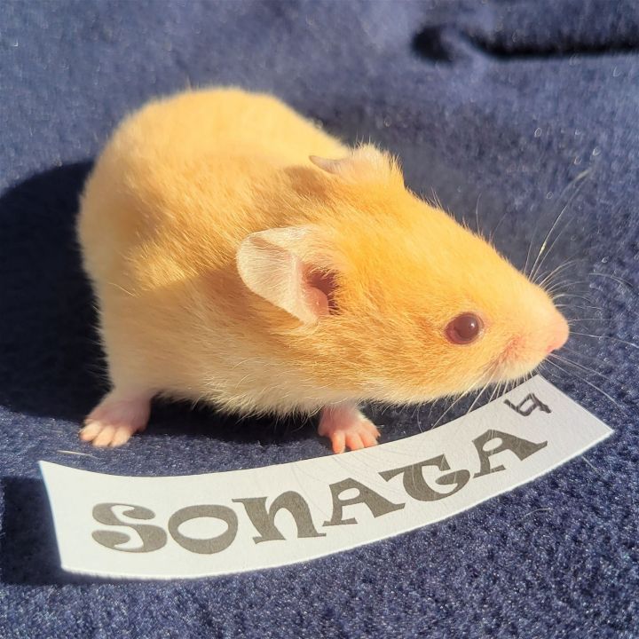 Sonata, an adopted Hamster in Philadelphia, PA_image-1