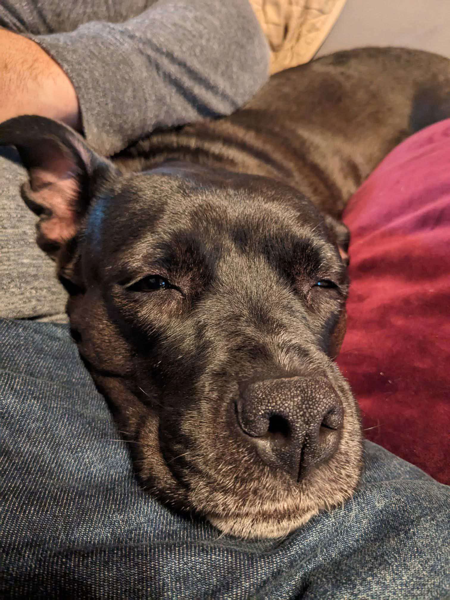 Yoga Bear, an adoptable Pit Bull Terrier in Germantown, OH, 45327 | Photo Image 1