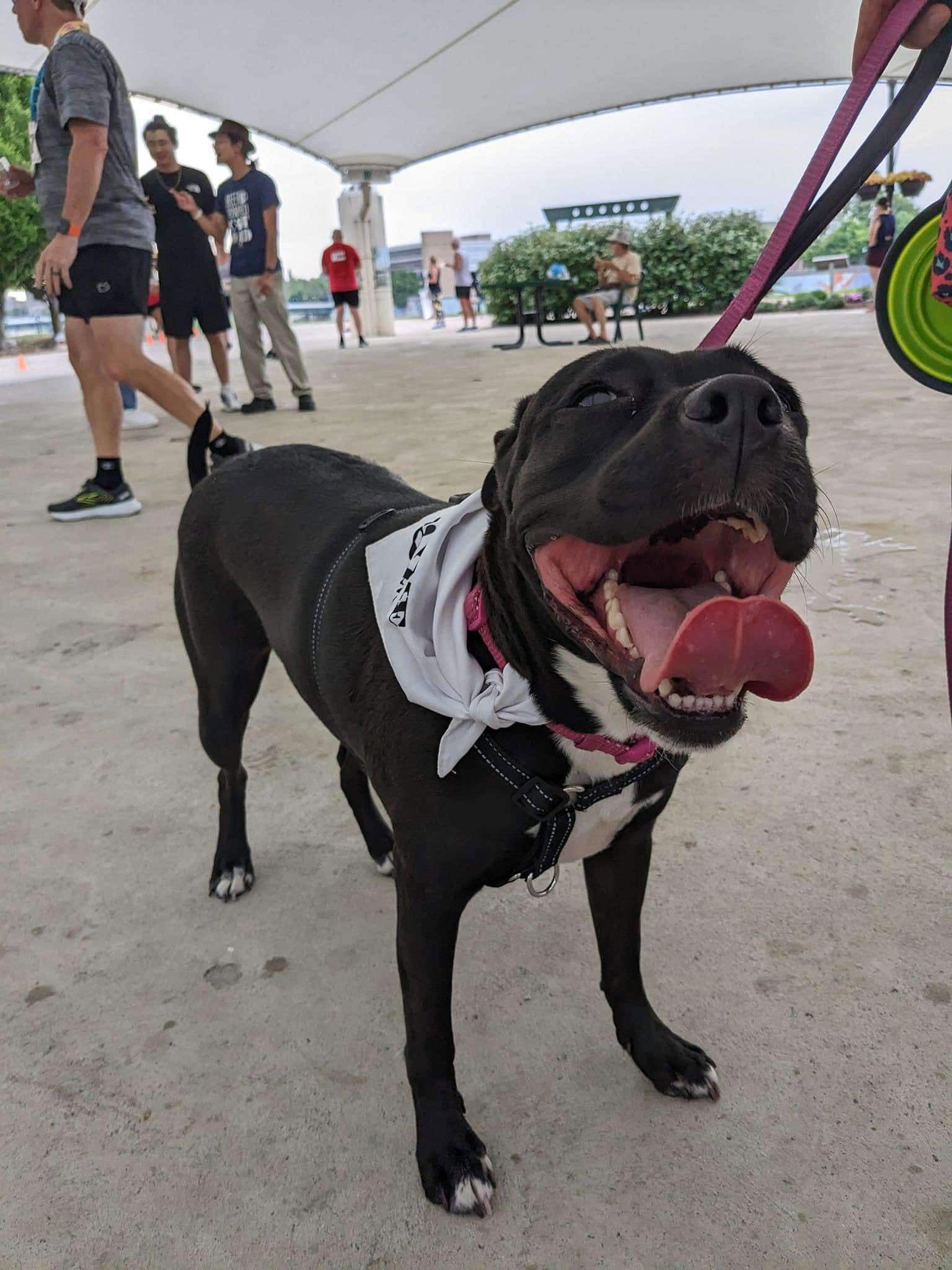 Yoga Bear, an adoptable Pit Bull Terrier in Germantown, OH, 45327 | Photo Image 2
