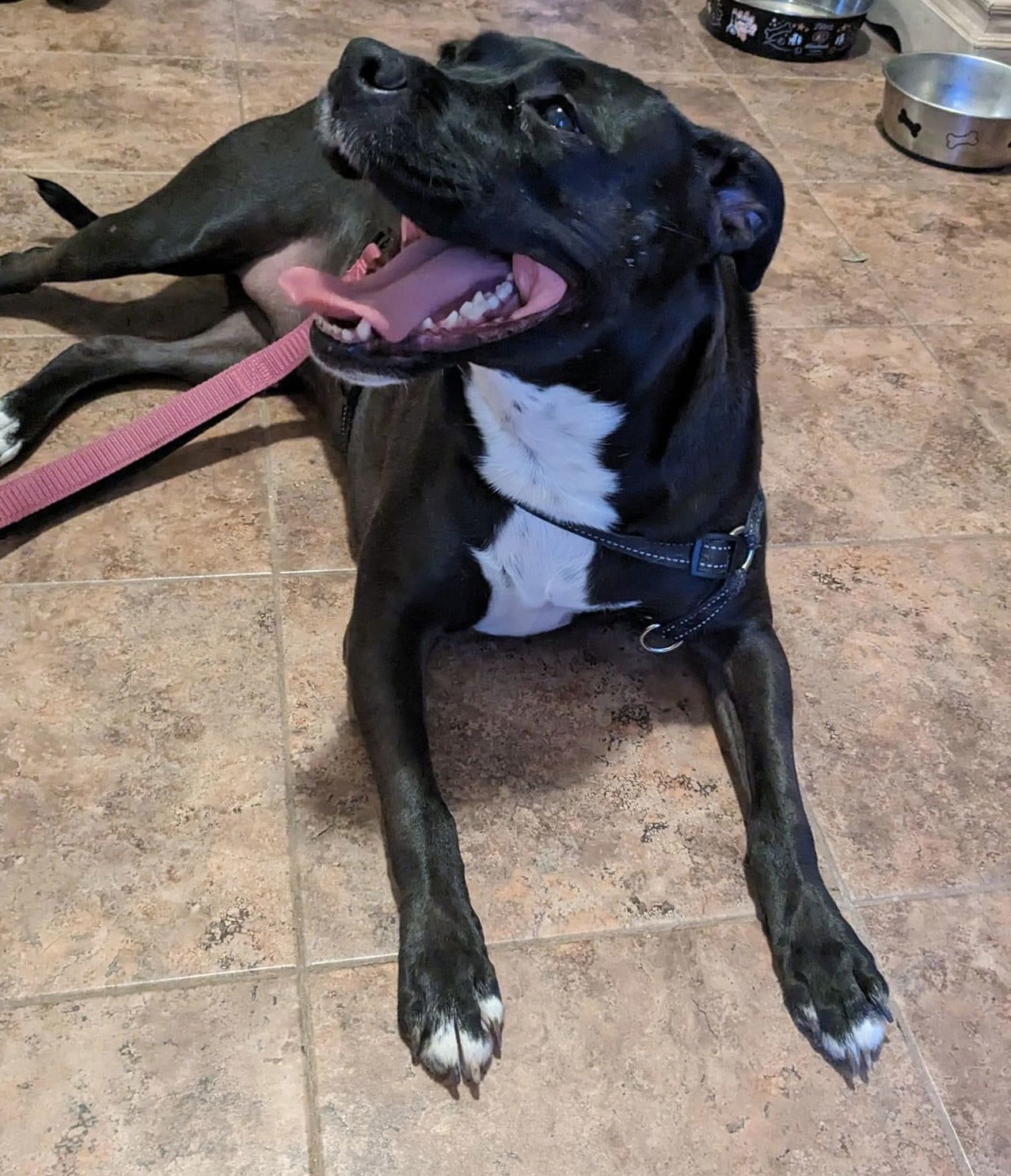 Yoga Bear, an adoptable Pit Bull Terrier in Germantown, OH, 45327 | Photo Image 3