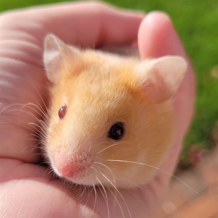 Alto, an adopted Hamster in Philadelphia, PA_image-1