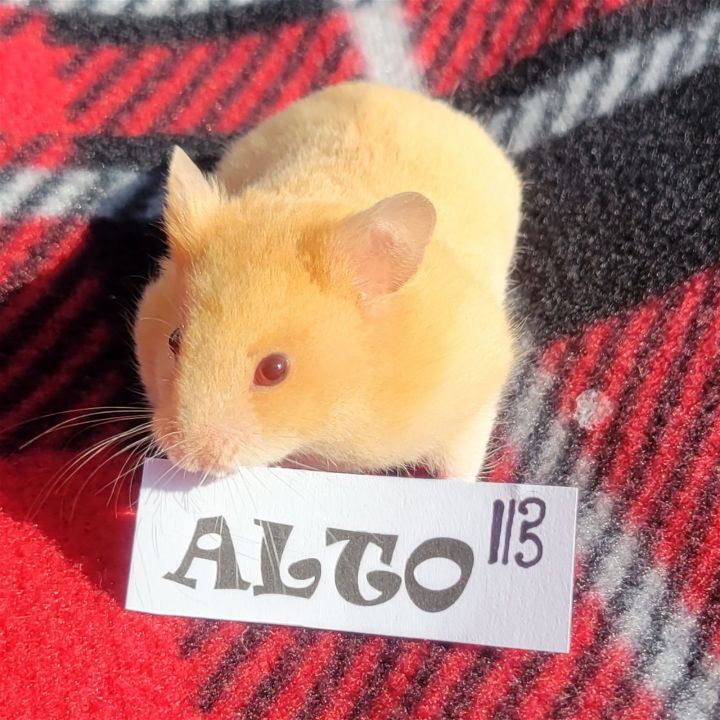 Alto, an adopted Hamster in Philadelphia, PA_image-2