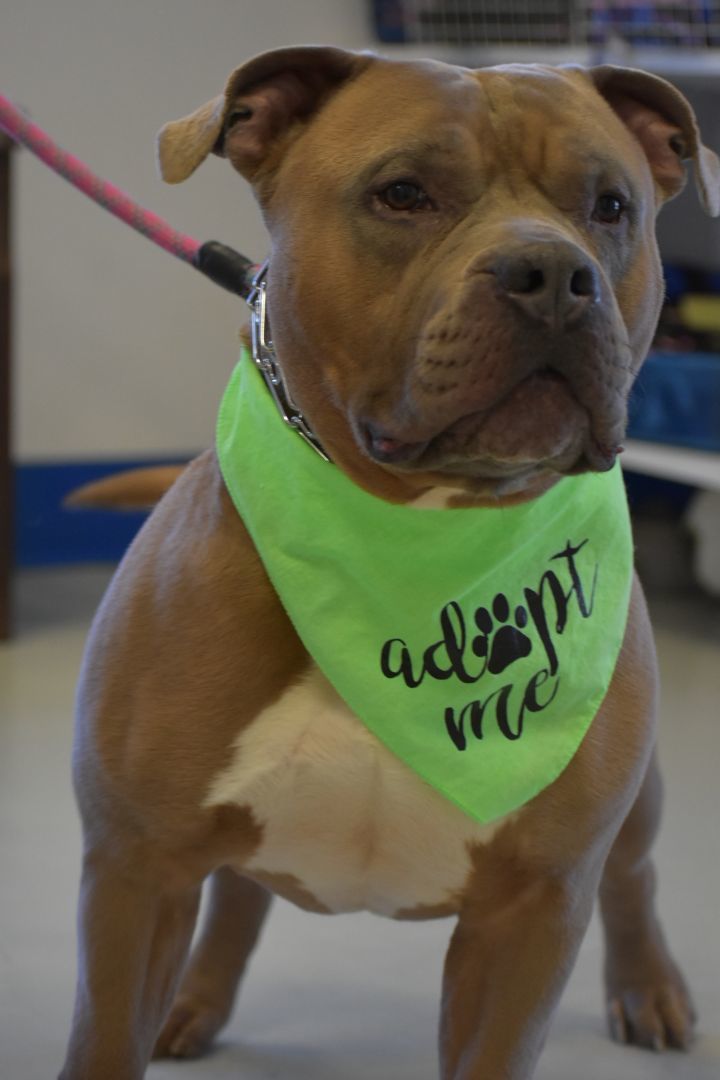 Titus, an adoptable Pit Bull Terrier in Quincy, WA, 98848 | Photo Image 1