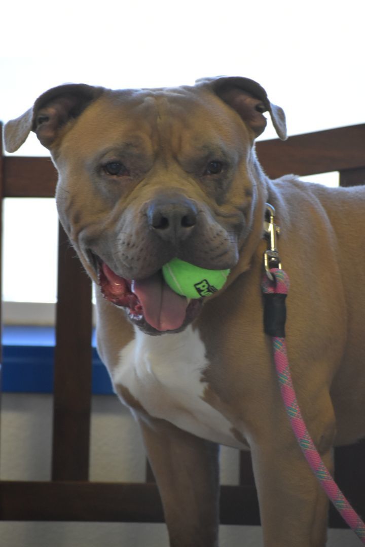 Titus, an adoptable Pit Bull Terrier in Quincy, WA, 98848 | Photo Image 2