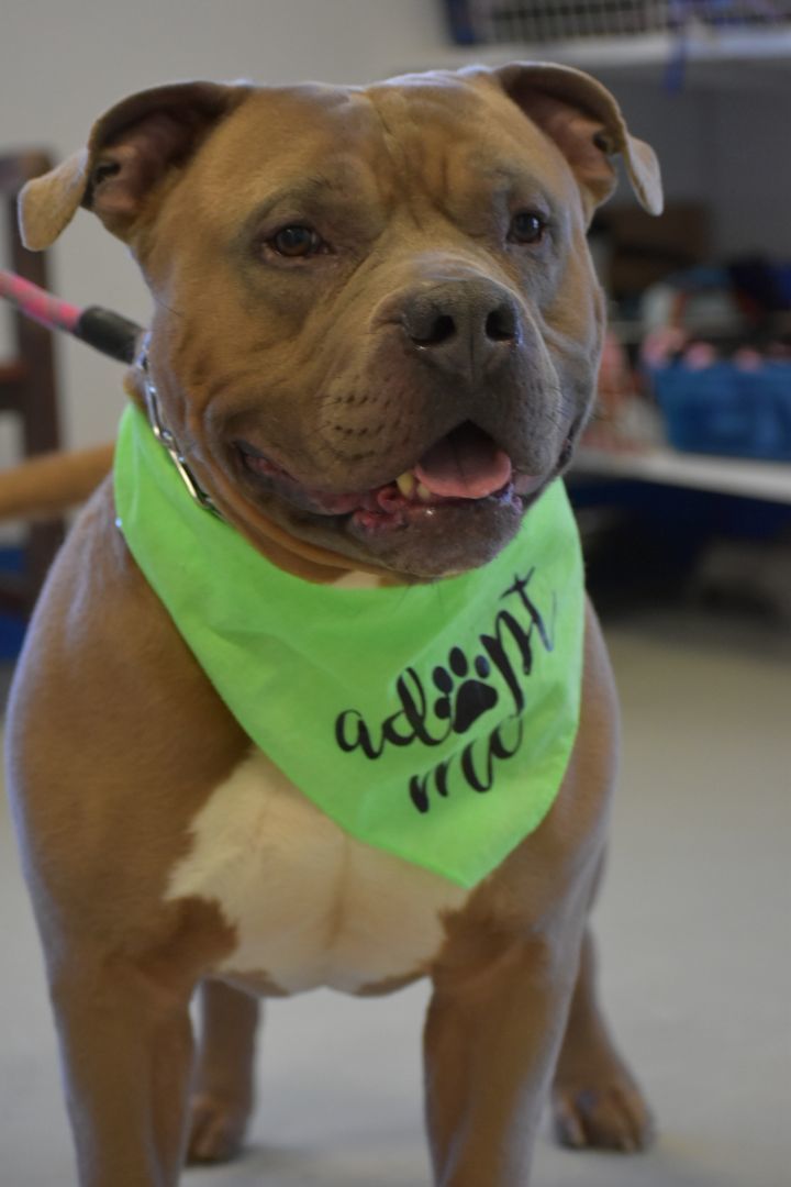 Titus, an adoptable Pit Bull Terrier in Quincy, WA, 98848 | Photo Image 3