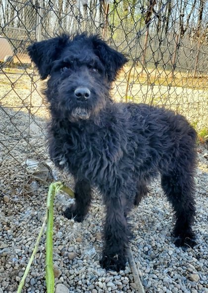 blue heeler poodle mix