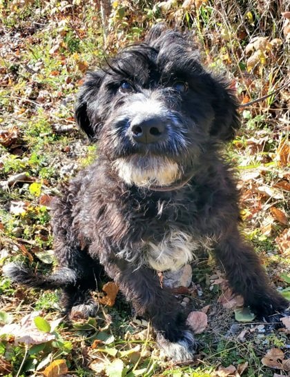 blue heeler poodle mix