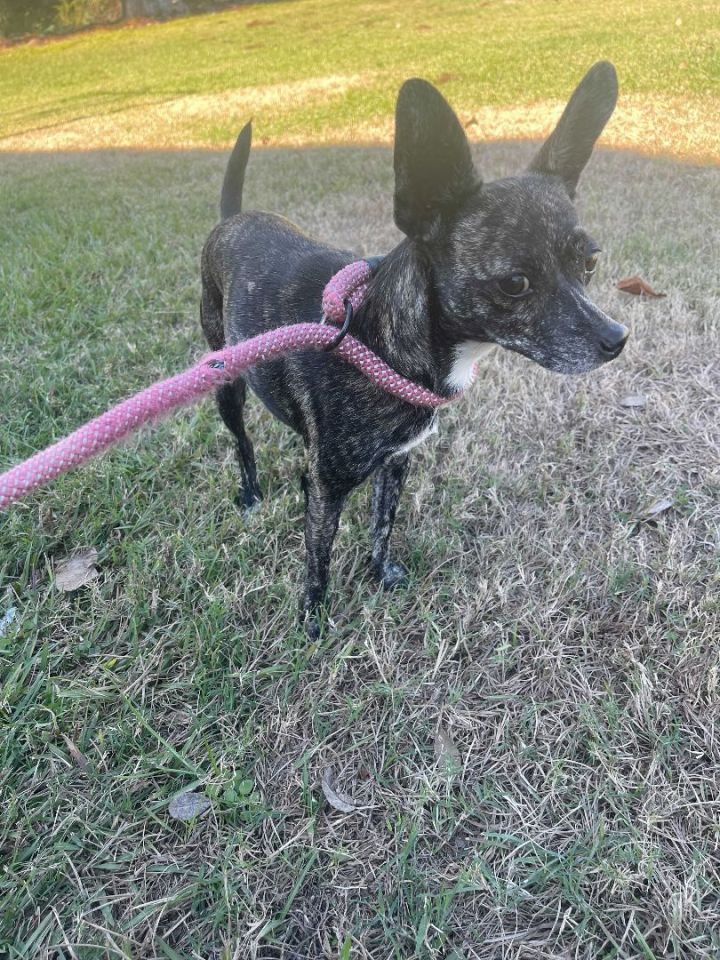 Nori, an adoptable Chihuahua Mix in Carencro, LA_image-4