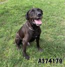 NOISY BOY's profile on Petfinder.com