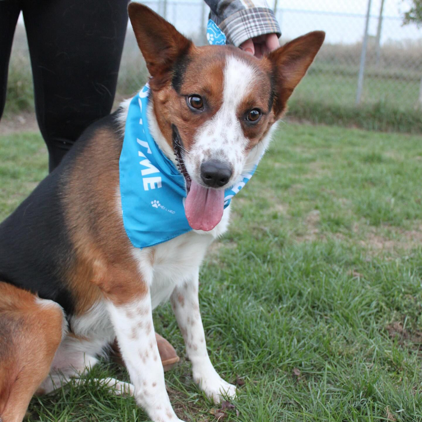 Argo, an adoptable Australian Shepherd, German Shepherd Dog in Austin, MN, 55912 | Photo Image 1