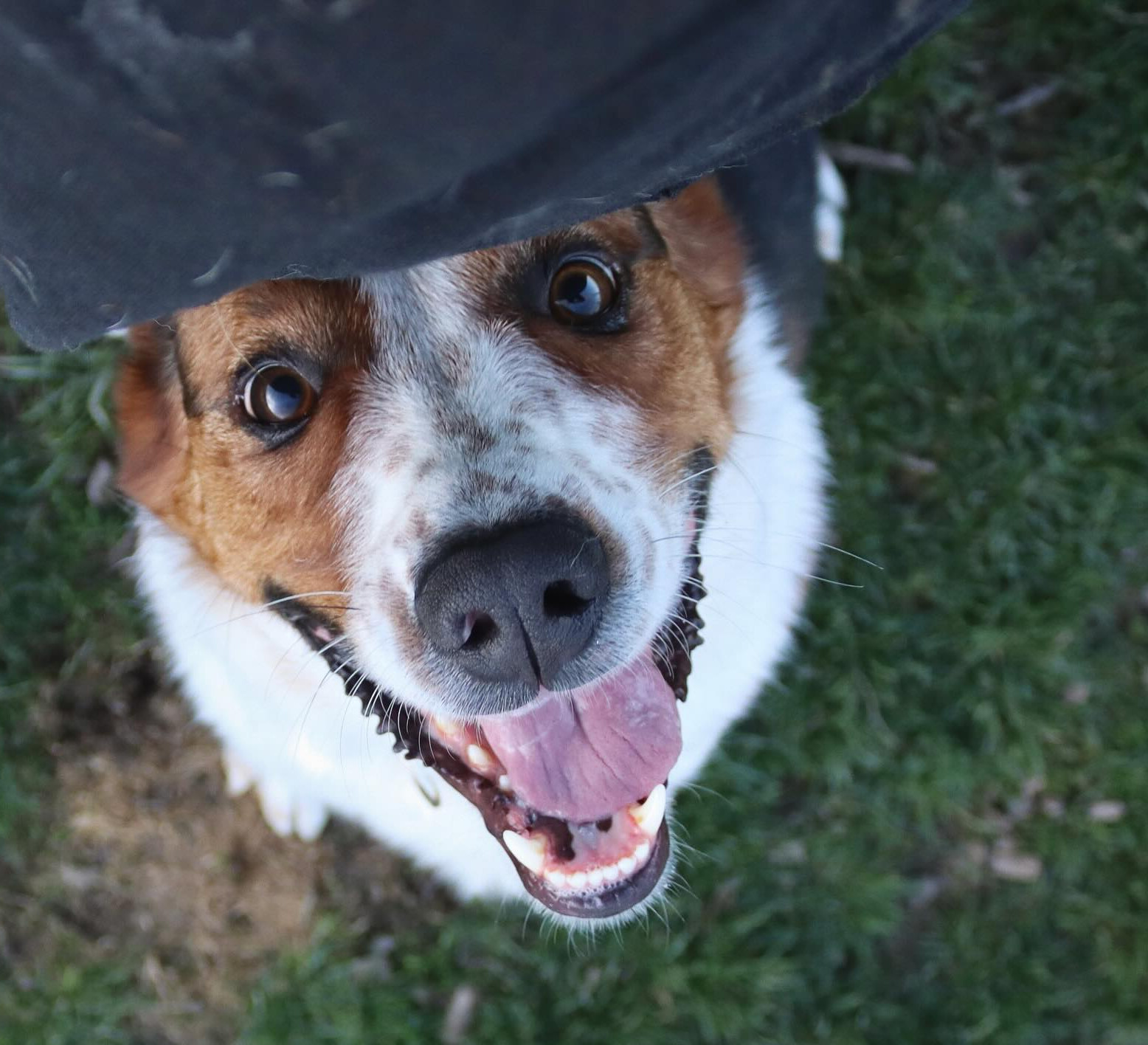 Argo, an adoptable Australian Shepherd, German Shepherd Dog in Austin, MN, 55912 | Photo Image 2