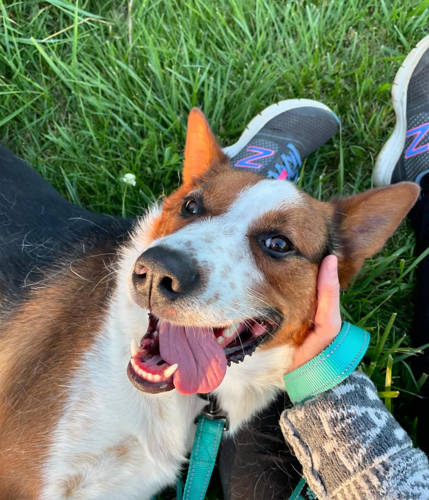 Argo, an adoptable Australian Shepherd, German Shepherd Dog in Austin, MN, 55912 | Photo Image 2