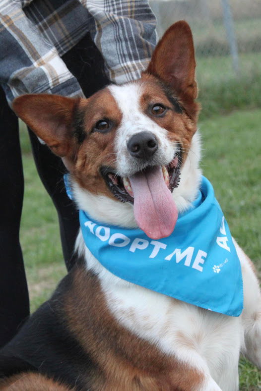 Argo, an adoptable Australian Shepherd, German Shepherd Dog in Austin, MN, 55912 | Photo Image 3