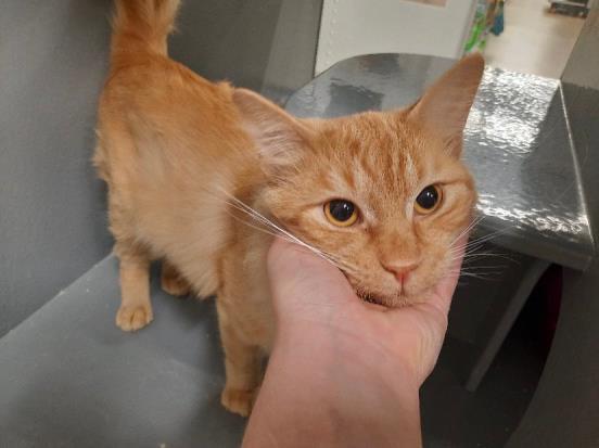 FESTER, an adoptable Domestic Medium Hair in Saskatoon, SK, S7K 3S9 | Photo Image 1