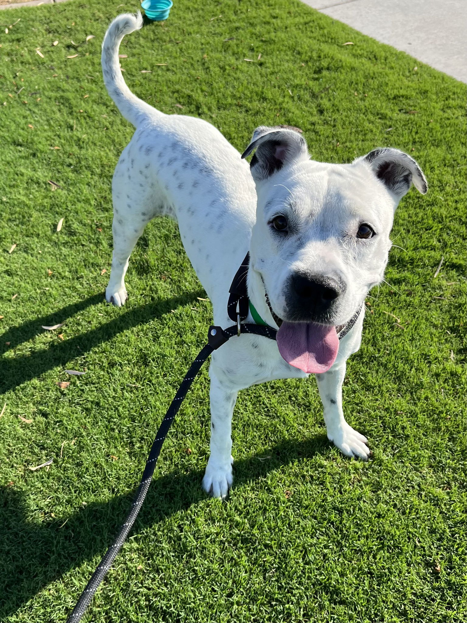 Spotta (Courtesy post), an adoptable American Staffordshire Terrier in Phoenix, AZ, 85017 | Photo Image 1