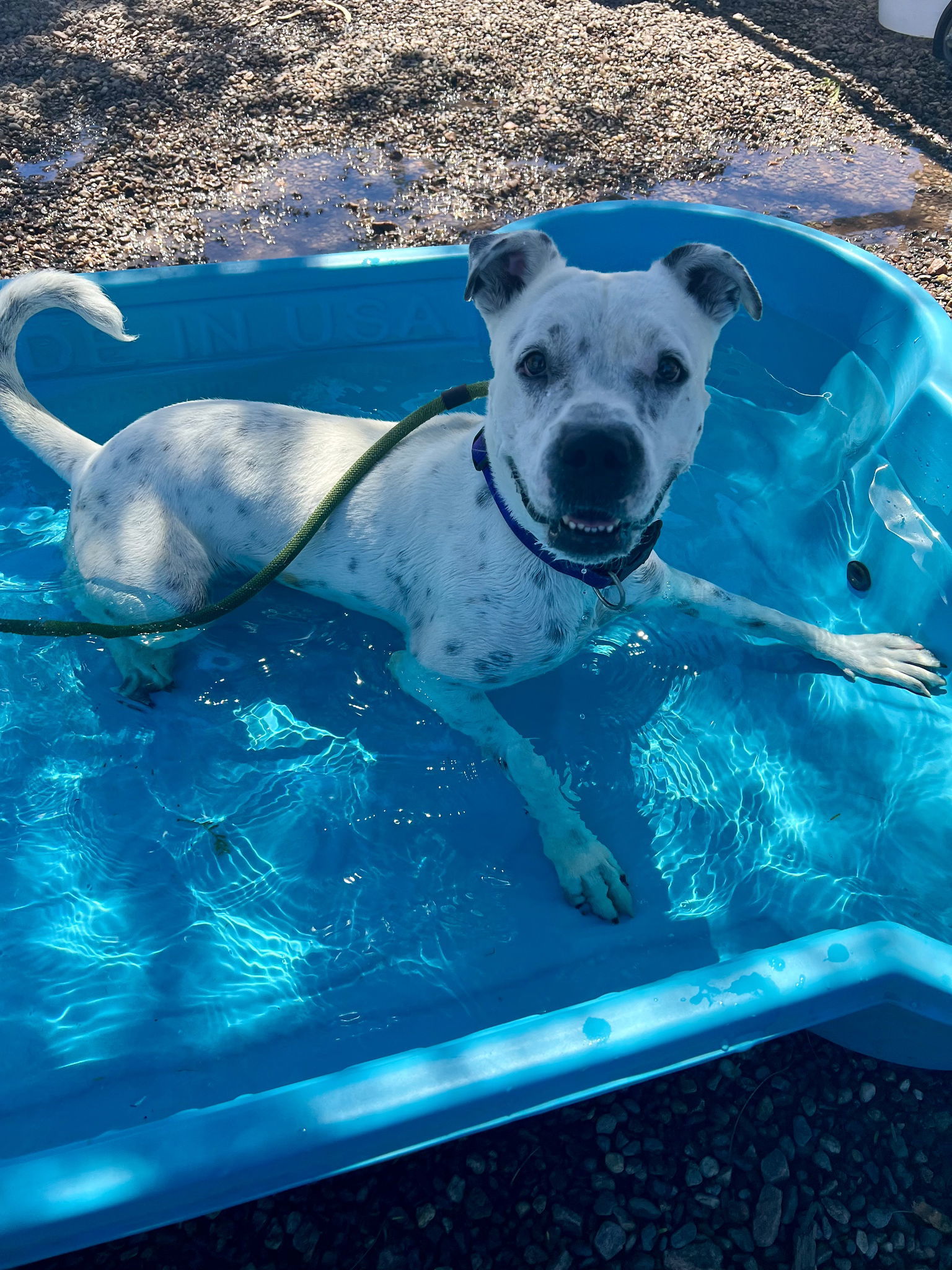 Spotta (Courtesy post), an adoptable American Staffordshire Terrier in Phoenix, AZ, 85017 | Photo Image 1