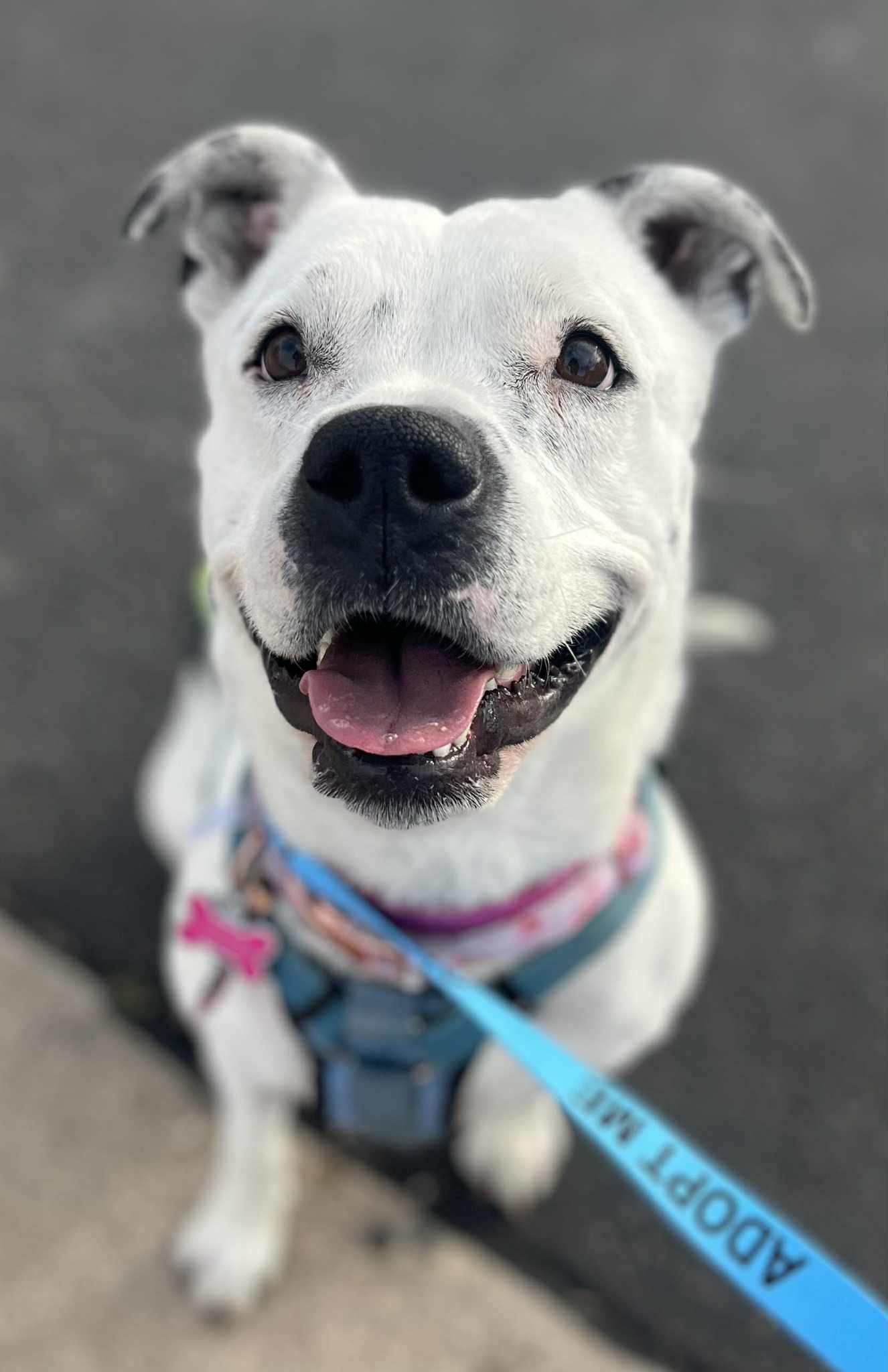 Spotta (Courtesy post), an adoptable American Staffordshire Terrier in Phoenix, AZ, 85017 | Photo Image 1