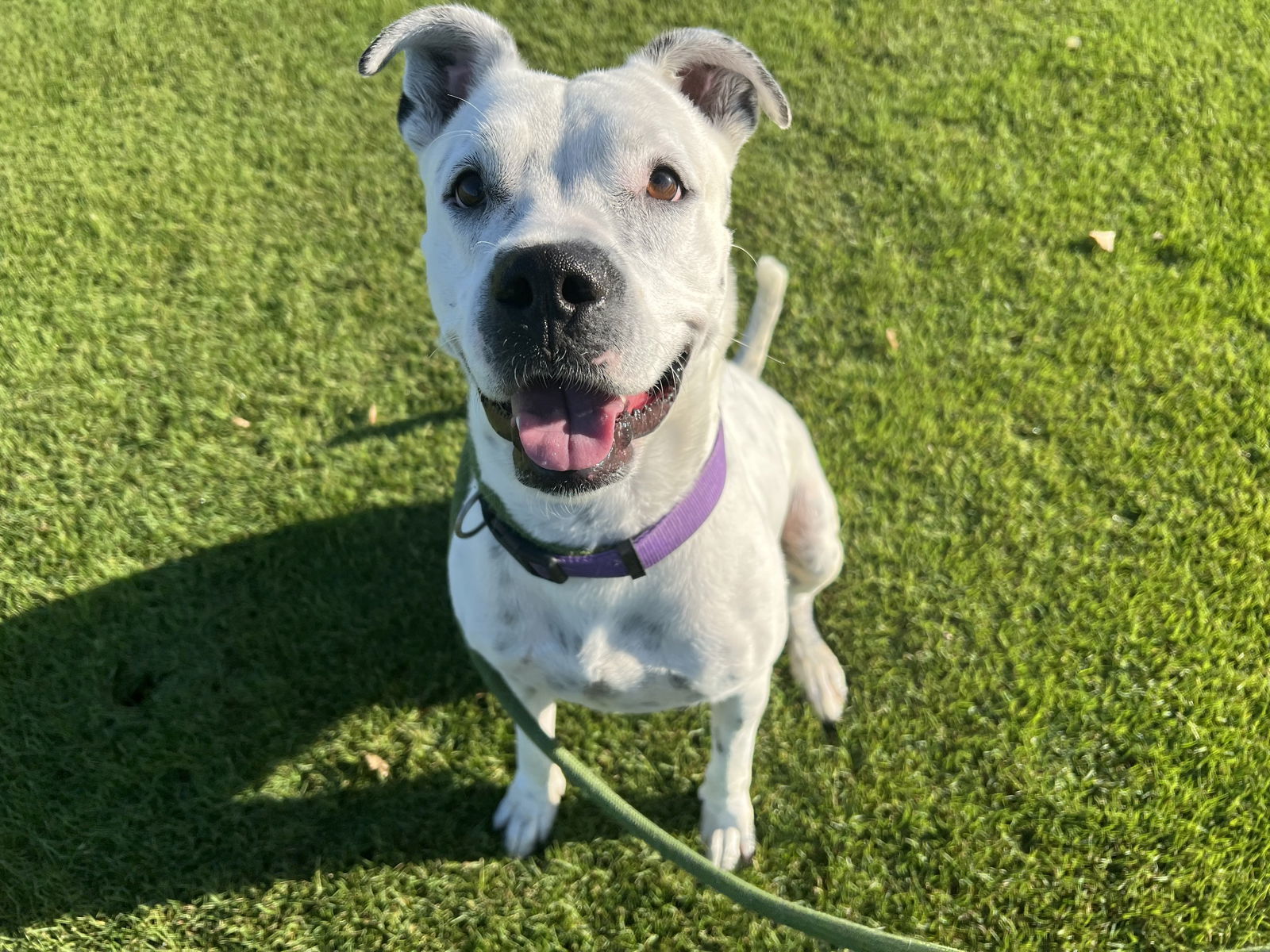 Spotta (Courtesy post), an adoptable American Staffordshire Terrier in Phoenix, AZ, 85017 | Photo Image 3