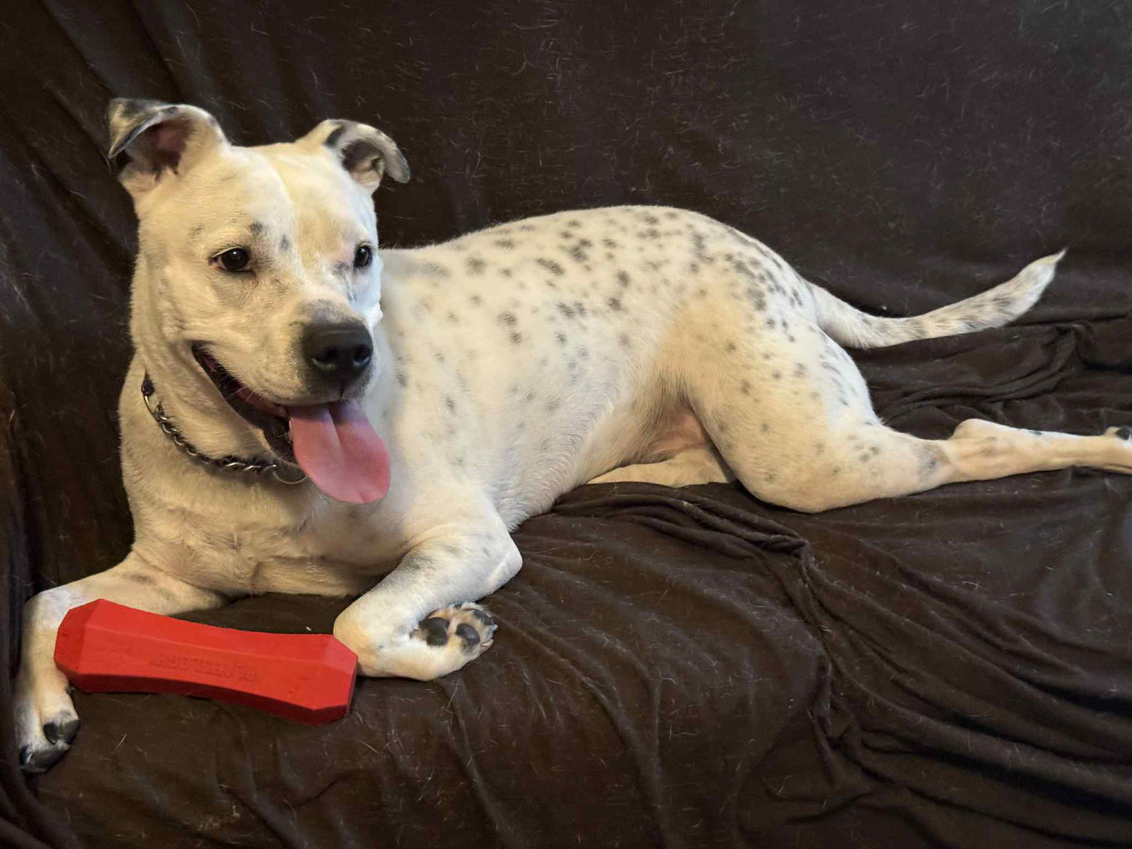 Spotta (Courtesy post), an adoptable American Staffordshire Terrier in Phoenix, AZ, 85017 | Photo Image 3