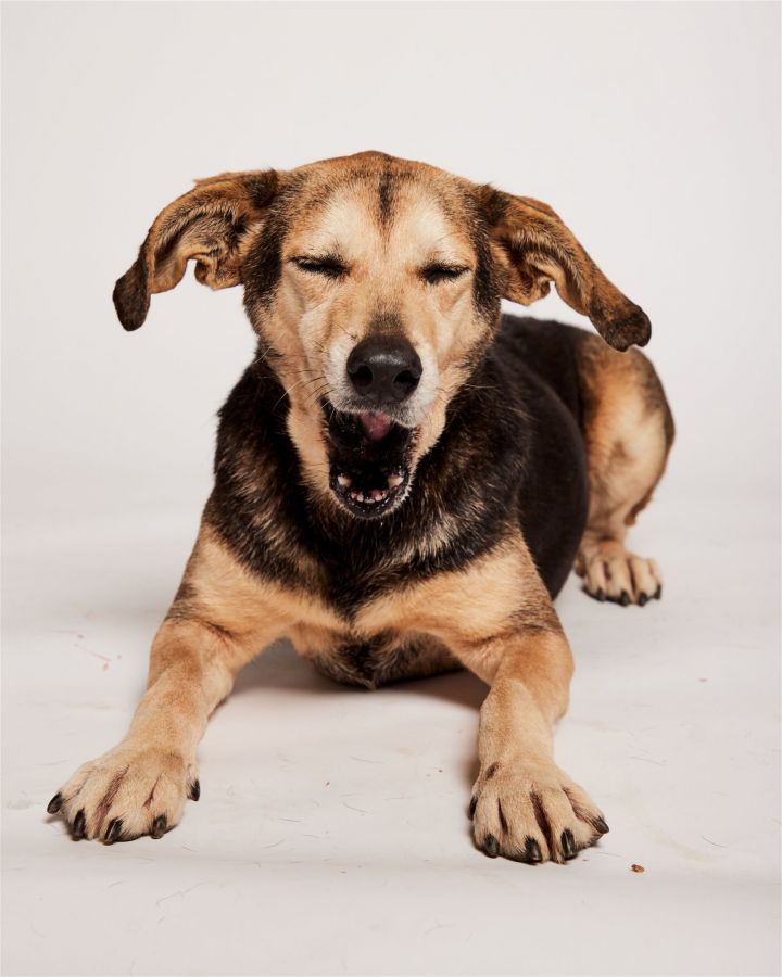 Bailey, an adoptable Beagle Mix in Shreveport, LA_image-2
