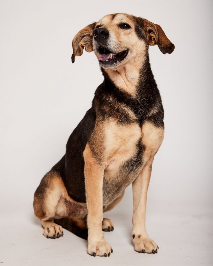Bailey, an adoptable Beagle Mix in Shreveport, LA_image-3