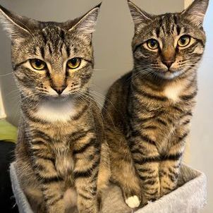 Toulouse and Dinah 2