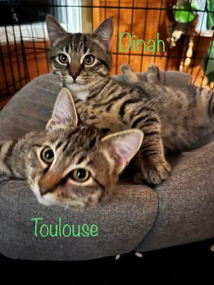 Toulouse and Dinah, an adoptable Domestic Short Hair in Campbell River, BC_image-1