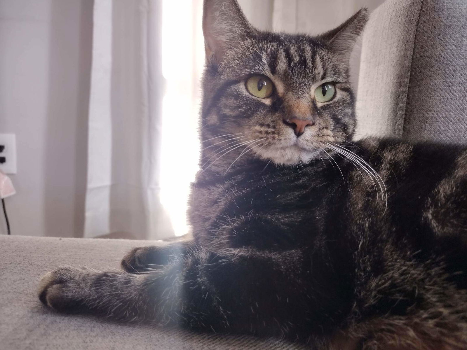 Regina, an adoptable Domestic Short Hair in Lewistown, PA, 17044 | Photo Image 2