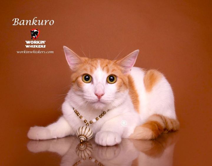 BANKURO, an adoptable Domestic Short Hair & Tabby Mix in HEMET, CA_image-1