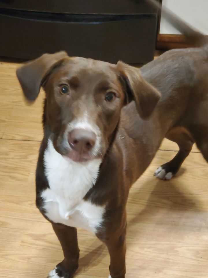 Hansel, an adoptable Chocolate Labrador Retriever Mix in Saint Augustine, FL_image-1