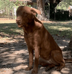 Daisy, an adopted Chocolate Labrador Retriever Mix in Jxn, MS_image-2