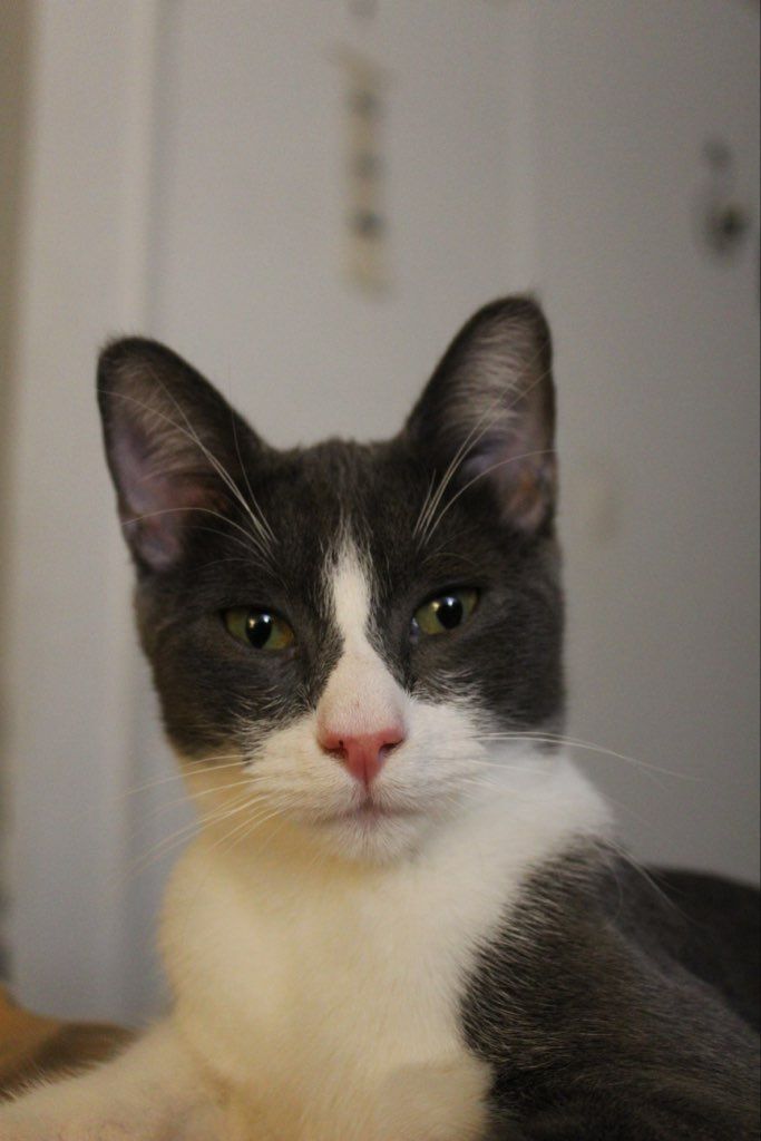 Reynolds, an adoptable Domestic Short Hair Mix in Mission Viejo, CA_image-3